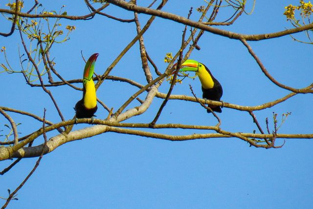 Tour 6: Birdwatching and Swimming in the Waterfall Pools of Rio Mucle