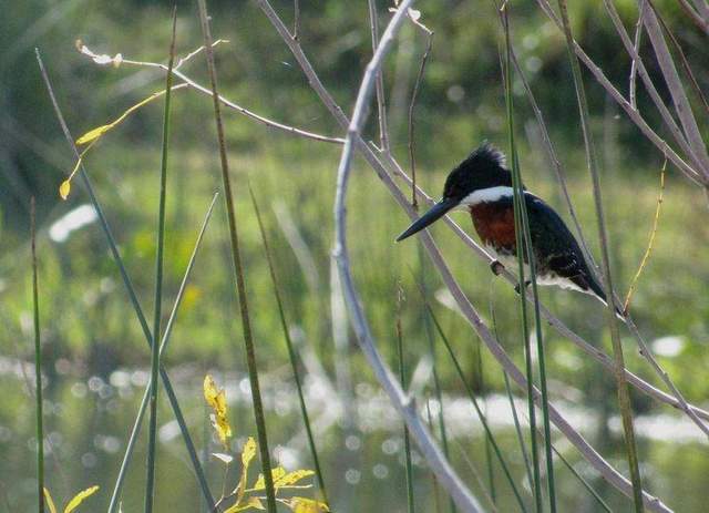 Birding on Lake Yojoa (6AM)